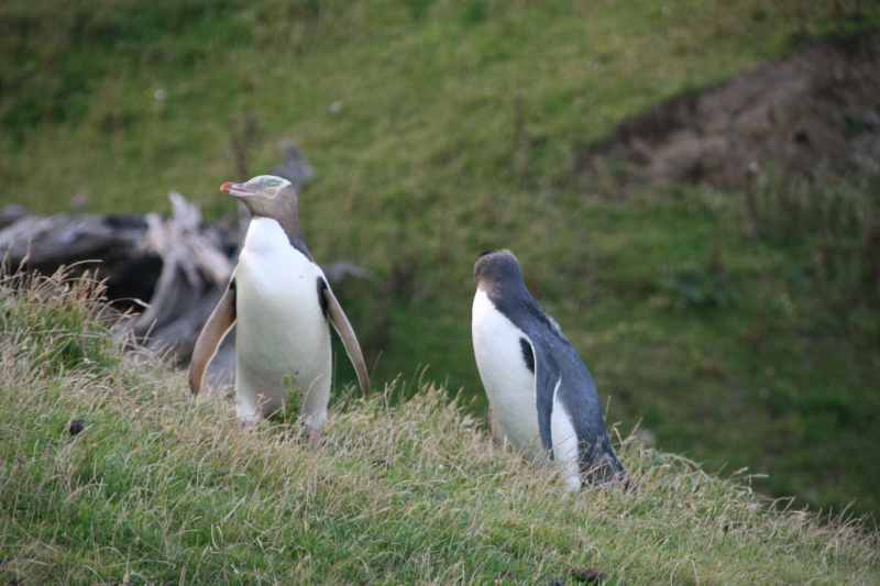 Nieuw-Zeeland 2011 - 2052